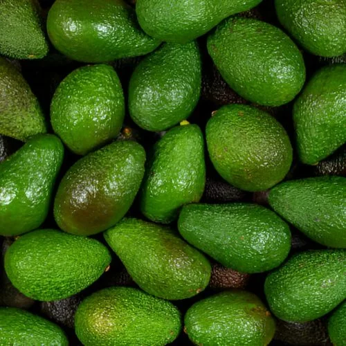 Peru Avocado